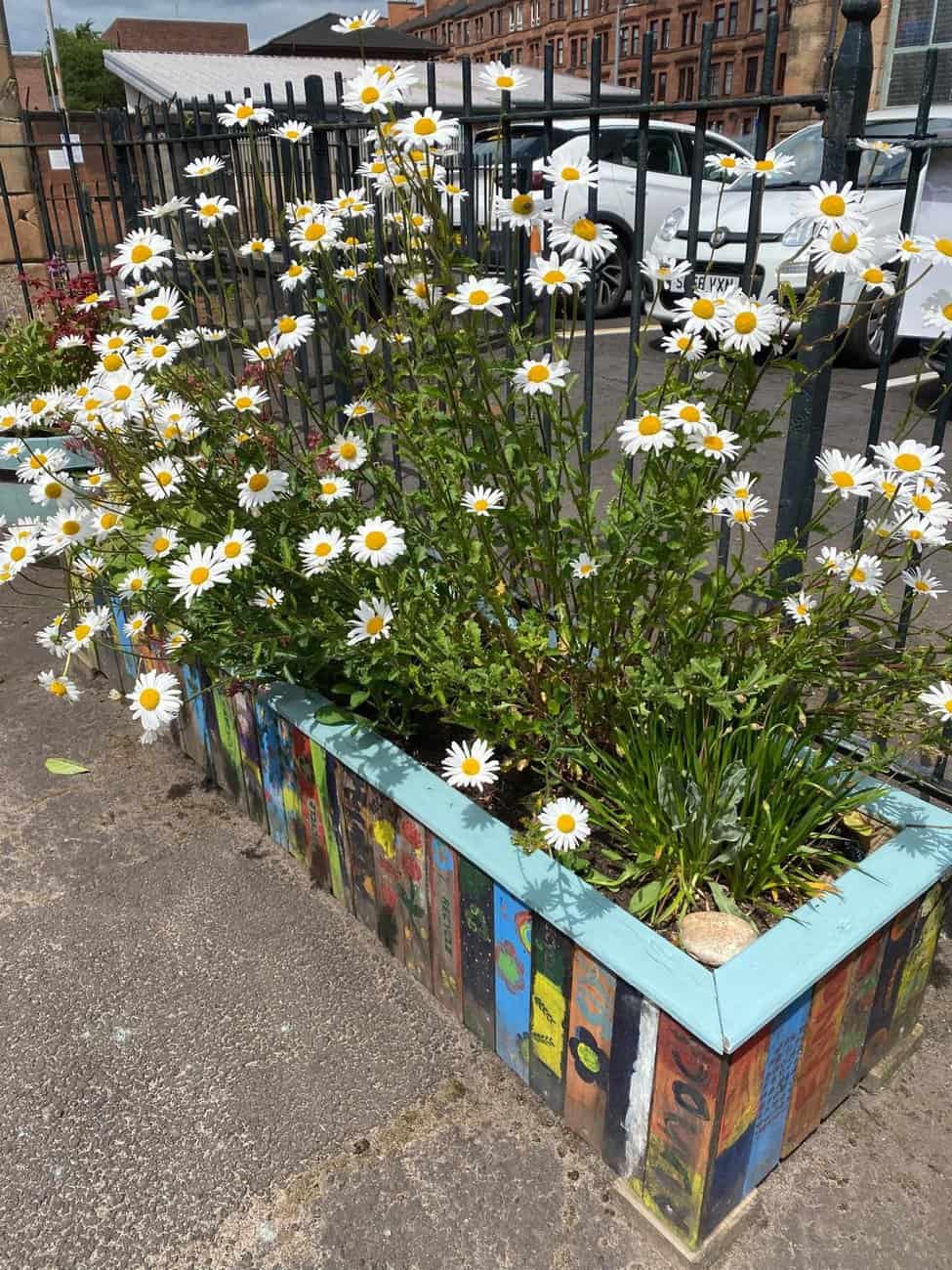 Image of colourful planter with large daisy flowers.
